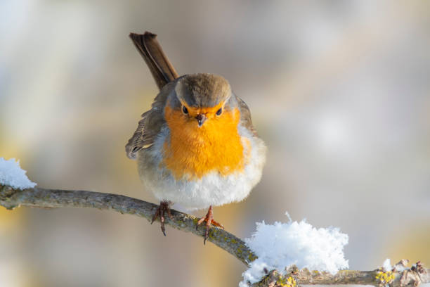 istock robin on a snowy branch in winter 1470766546
