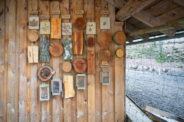 istock Cut tree trunks of different German forest tree varieties hang on a wooden wall as a decoration for children to learn from 1470767481