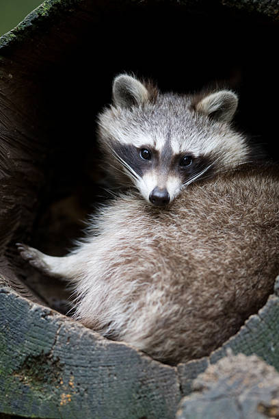 istock Common raccoon - Procyon lotor 147076756