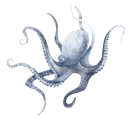 Watercolor Octopus in pastel blue colors on isolated background. Hand drawn illustration of wild undersea animal with tentacles. Marine or ocean underwater life. Colorful drawing in realistic style.