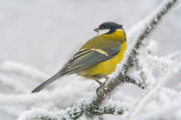 istock Great tit on snowy branches in cold winter time 1470767952
