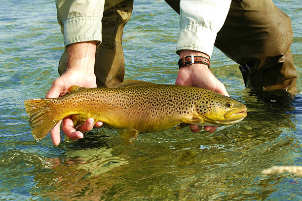 große silver creek, idaho, brown trout - brown trout stock-fotos und bilder