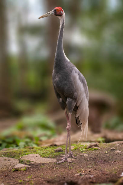 istock a crane stands at the edge of a forest in spring 1470768514