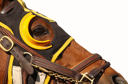Close up face of race horse with bridle and hood on white background with copy space