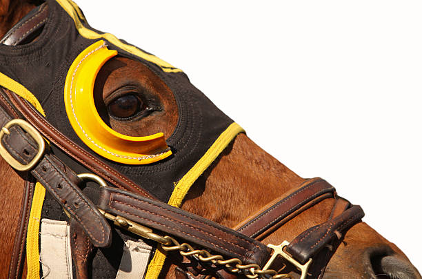 Face of Race Horse with Copy Space Close up face of race horse with bridle and hood on white background with copy space bridle photos stock pictures, royalty-free photos & images