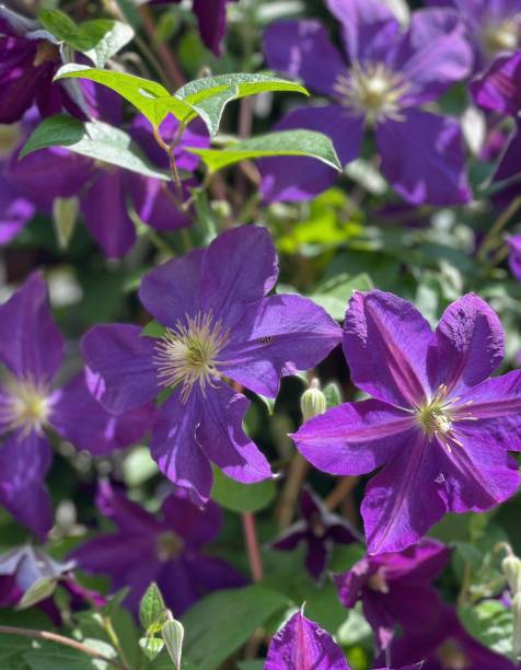 istock Deep purple Clematis growing on a vine 1470769530