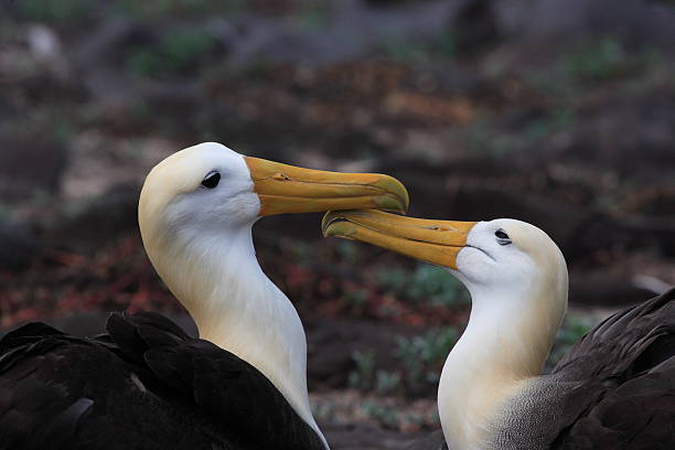 Albatross pair Tender Albatross pair after wedding dance on Galapagos Islands. albatross stock pictures, royalty-free photos & images