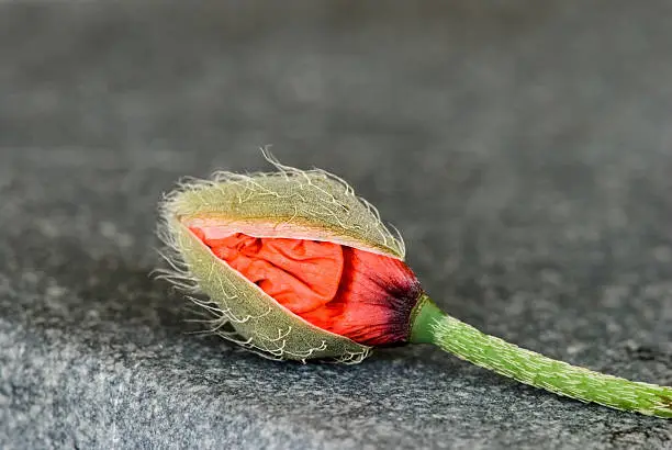 close up of poppyflower bud
