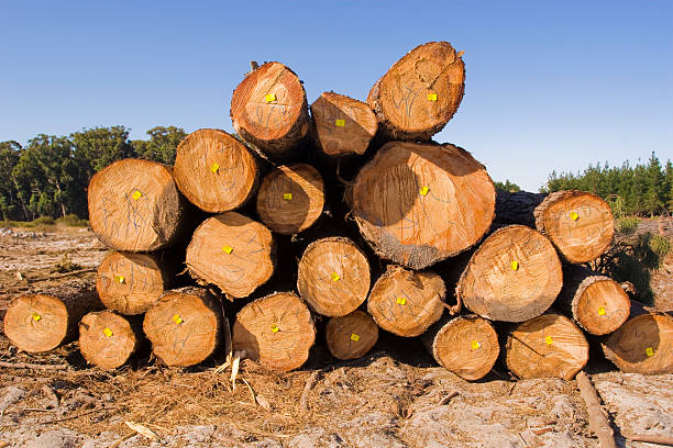 Destruction of a forest by logging stock photo