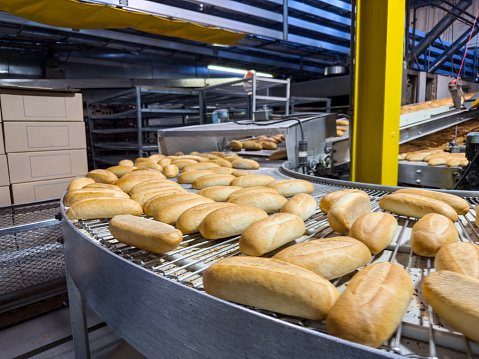 Conveyor belt full of freshly baked breads in a factory