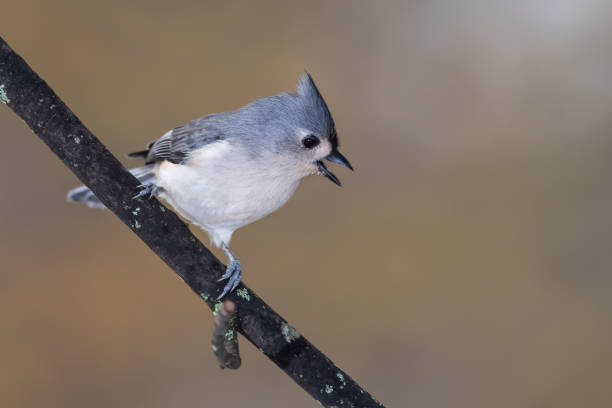 istock Tufted Titmouse Resting on a Handy Branch 1470771512