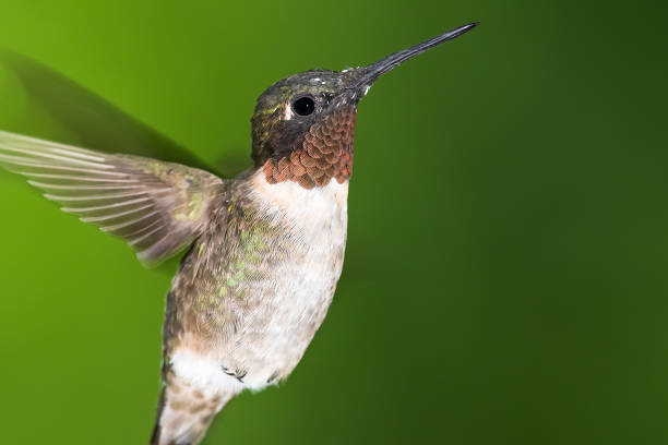 istock Ruby Throated Hummingbird Hovering in the Green Forest 1470771544
