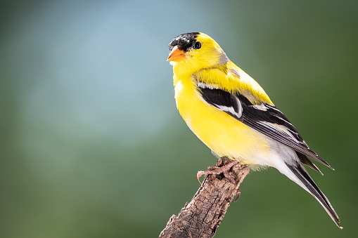 European goldfinch feeding on frozen vegetation. Latin name Carduelis carduelis.