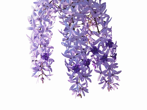 Flowers of Petrea Volubilis isolated on white background, commonly known as Purple Wreath, Queen's Wreath, Sandpaper Vine, and Nilmani.