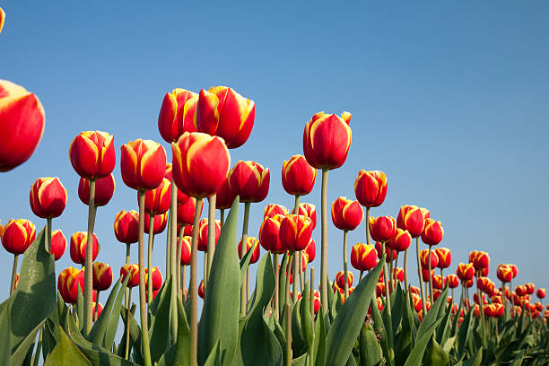 istock red-orange tulips & blue sky 147077338