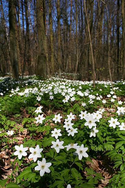 istock Wood Anemones - flowers in forest 147077378