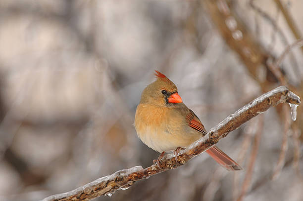 istock Female Northern Cardinal 147077399