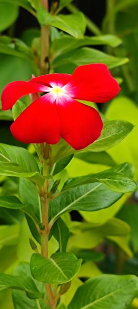 Red periwinkle with green field stock photo
