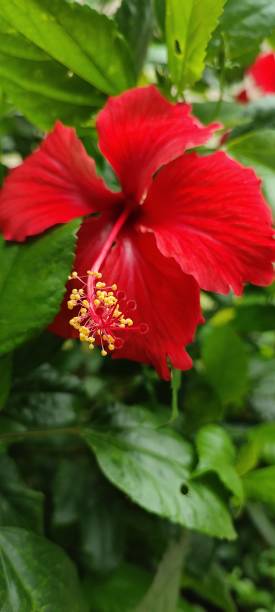 Red  hibiscus with green leaf stock photo