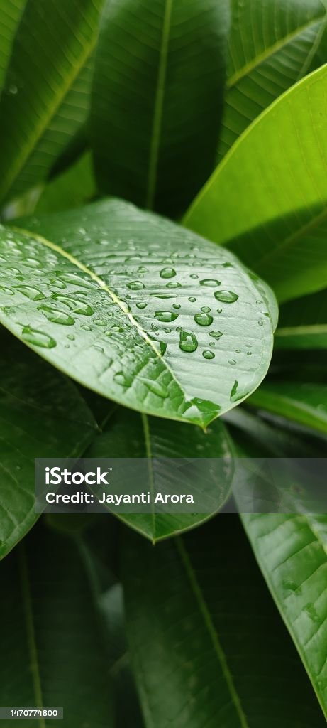 Fresh green leaf with water drops in sunlight Abstract Stock Photo