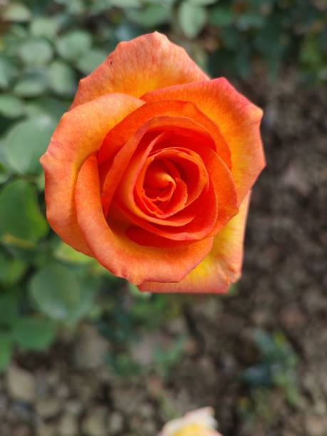 Orange Rose  in House garden stock photo