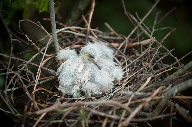 istock baby birds in a nest 147077501