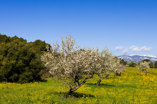 Beautiful landscape with blooming almond trees and a meadow with clover and yellow wildflowers with snowy mountains in the background on the island Mallorca. It snows extremely rarely on the island and the snow never stays very long. Snow is a rare phenomenon on Mallorca. Part of a series.