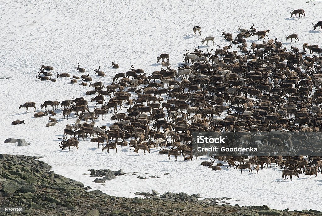 가축떼 of reindeers - 로열티 프리 가축떼 스톡 사진