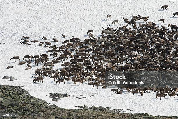 가축떼 Of Reindeers 가축떼에 대한 스톡 사진 및 기타 이미지 - 가축떼, 순록, 0명