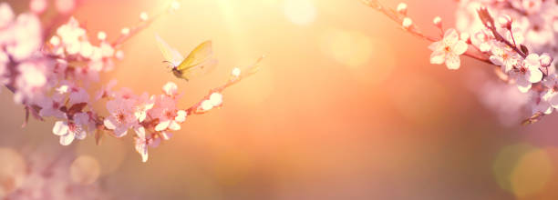istock Art nature Spring border or blurred background art with pink blossom blooming tree and fly butterfly 1470777853