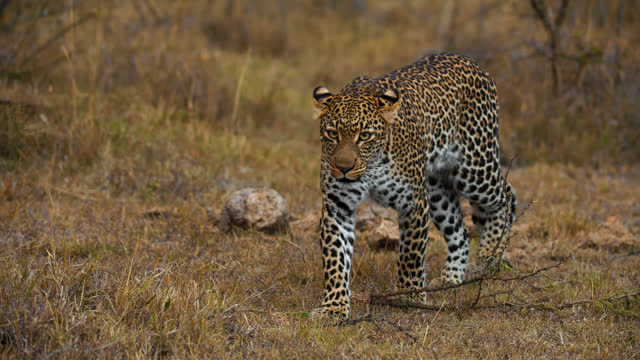 SLOW MOTION Spotted leopard walking in grass on wildlife reserve