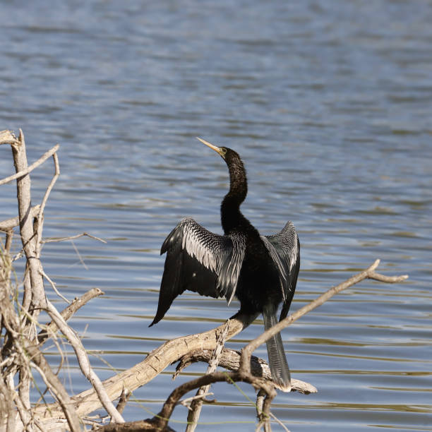 istock Anhinga (male) perched in some dead branches, sunning it's wings 1470778836