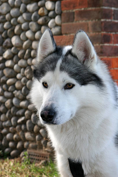 Husky dog stock photo