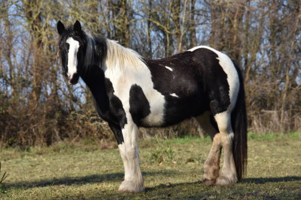 istock A black and white horse into the nature 1470779363
