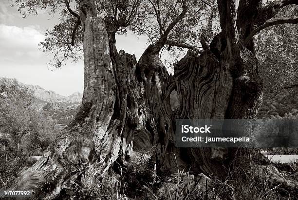 Olivo Viejo - Fotografie stock e altre immagini di Albero - Albero, Bianco e nero, Composizione orizzontale