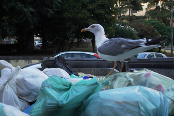 istock seagull on cleaning bags 1470780042