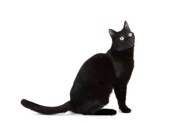 istock Beautiful black cat on white background 1470781060