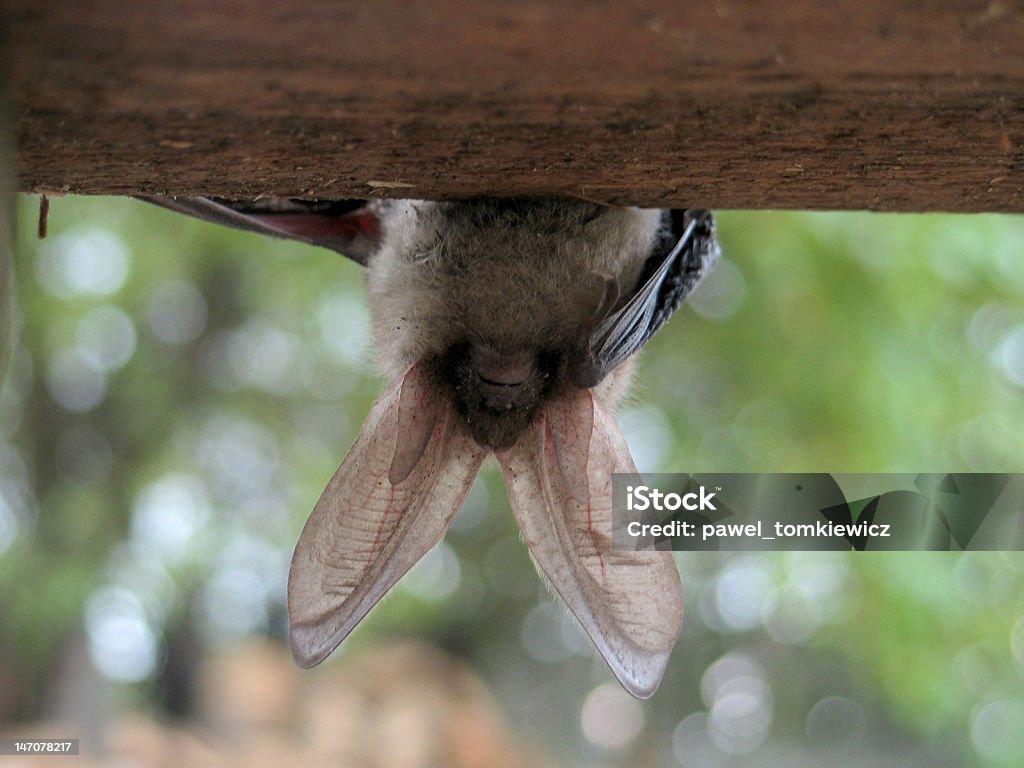 Bat - Lizenzfrei Graues Langohr Stock-Foto