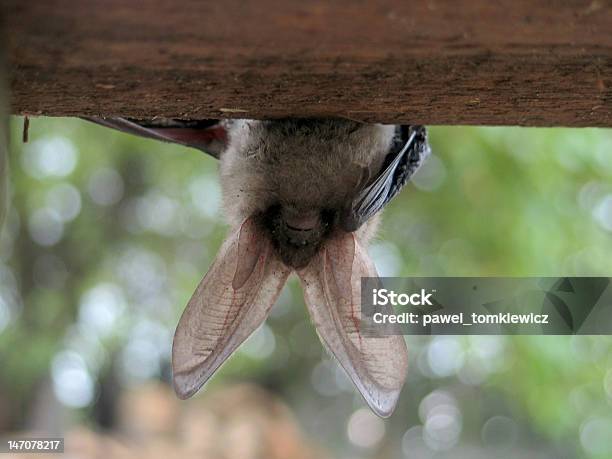 Pipistrello - Fotografie stock e altre immagini di Pipistrello Orecchione - Pipistrello Orecchione, Pipistrello, Animale