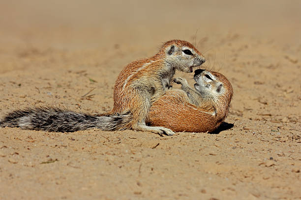 Playing ground squirrels Two young ground squirrels (Xerus inaurus) playing, Kalahari desert, South Africa african ground squirrel stock pictures, royalty-free photos & images