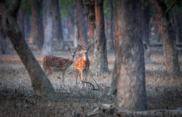 istock A pair of wild spotted deer. 1470783377