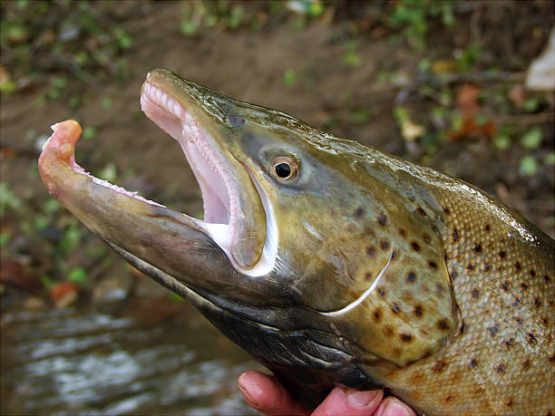 istock Large Male Root river brown trout 147078425