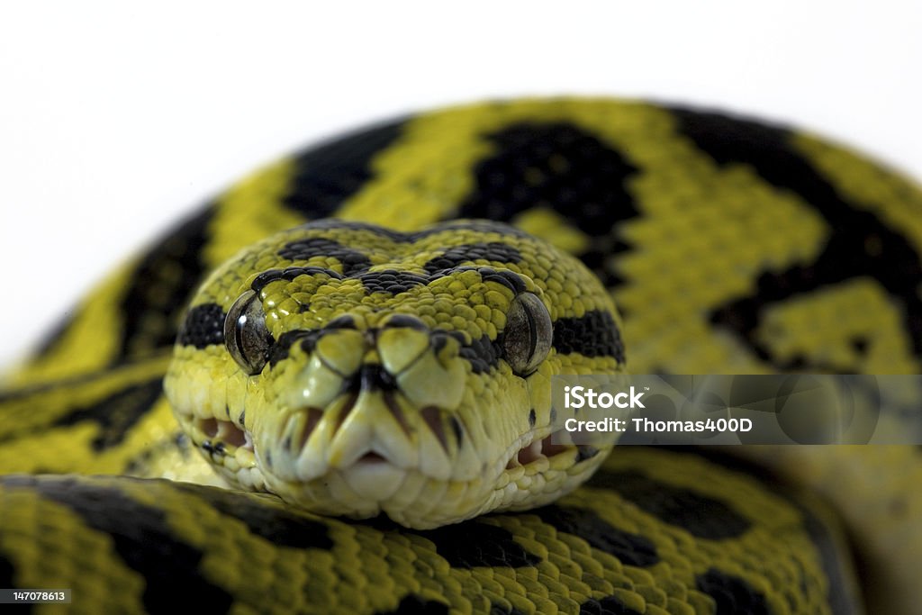 Carpet Python Vector Carpet Python Stock Photo - Download Image Now - Beauty In Nature ...