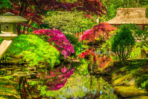 istock japanese garden in The Hague 1470786541