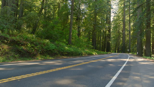 Redwood Highway - A wide-angle view of U.S. Route 199 winding through a dense and towering forest of giant Coast Redwood on a sunny Spring day at Redwood National and State Parks, Hiouchi, California.