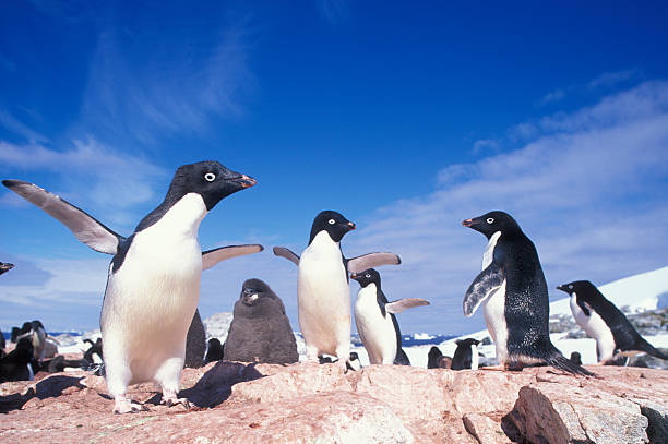 Adélie Penguins, Antarctica Antarctica, AdAlie Penguin (Pygoscelis adeliae) rookery on Petermann Island near Lemaire Channel along Antarctic Peninsula petermann island photos stock pictures, royalty-free photos & images
