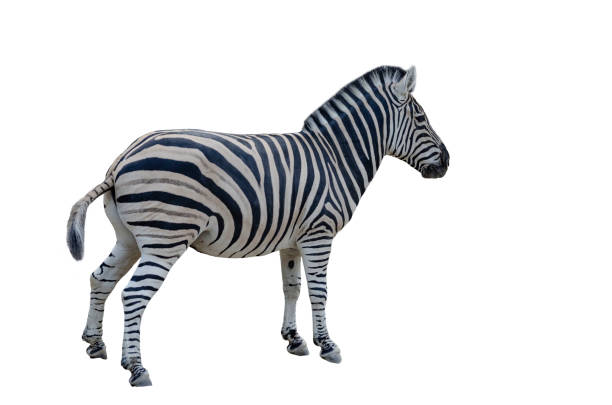 istock zebra isolated on white background good for collages 1470787449