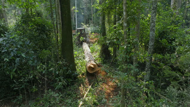 Aerial.Bulldozer pulling trunk of a fallen hardwood tree in thick undergrowth in a tropical rainforest. Climate Change.Deforestation
