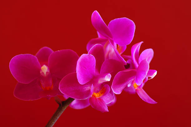 Cтоковое фото Цветущая орхидея