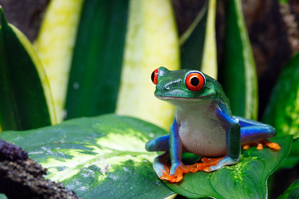 A smiling frog on a green leaf stock photo